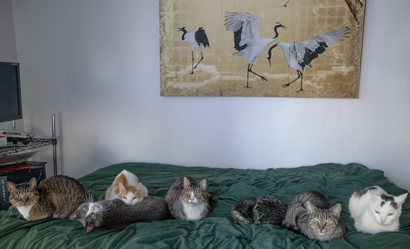 Top Cat Sanctuary cat photo